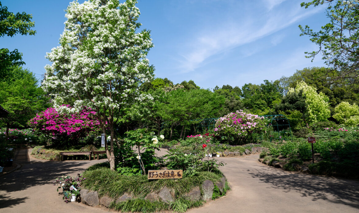 園木華堂牡丹 🌸つくば牡丹園2025開園中 4/9〜5/25🌸 開園時間🕊️午前9時